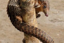 穿山甲鳞片的作用 食用方法与禁忌