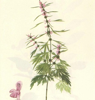 益母草的功效与作用 益母草除痘养颜膏的制作方法