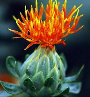 什么是红花籽油 红花耔油的功效