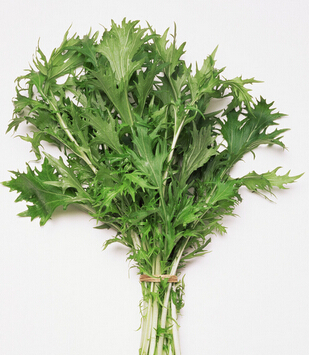 艾草的功效与作用 艾草去除黑眼圈