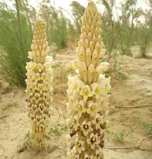 肉苁蓉的功效与作用及食用方法