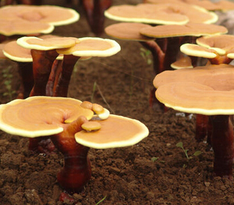 灵芝孢子粉抗癌功效 灵芝孢子粉食用方法