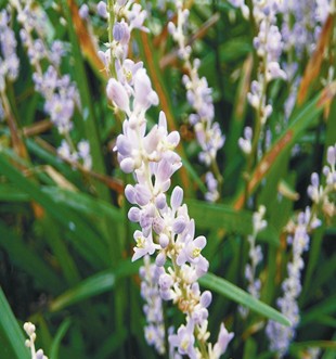 麦冬的功效与作用 麦冬的功效与食疗作用