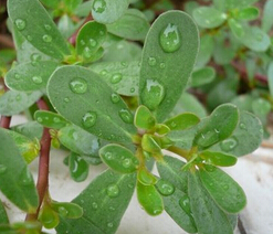 马齿苋的功效与作用 马齿苋能排除湿气