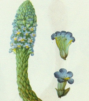 肉苁蓉的功效与作用 食用方法