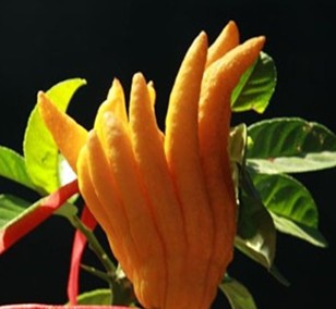 佛手的功效与作用 佛手的适合人群