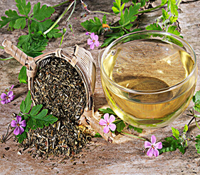 鱼腥草的功效与作用 清肺良药防辐射