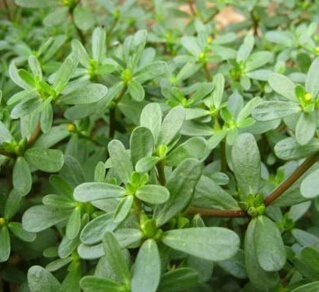 外用马齿苋治病偏方 马齿苋治病验方六则