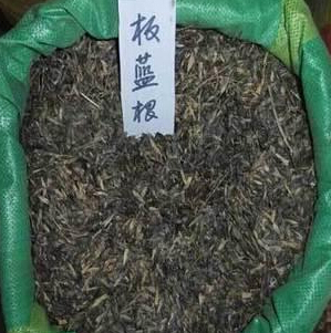 板蓝根的6大药理作用 解毒抗肿瘤