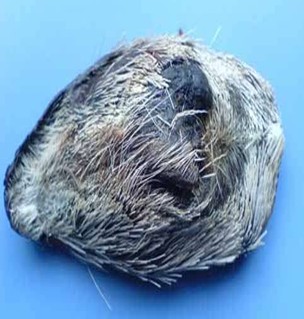 麝香的鉴别方法 怎么区分好的麝香