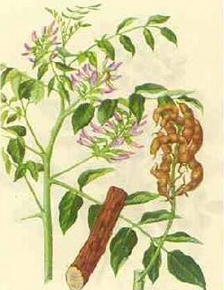 黄芪的副作用 黄芪泡水喝的禁忌