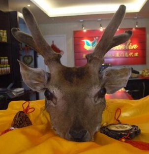 鹿茸片的功效 长白山梅花鹿茸片怎么吃