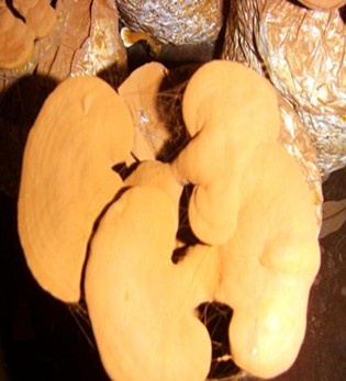 灵芝孢子粉的功效与作用 保肝护肝