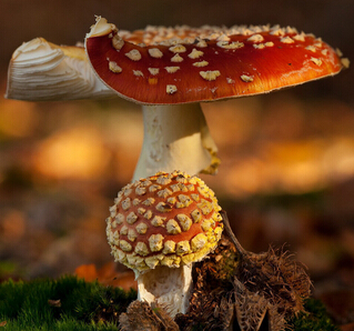 灵芝茶该怎么泡 灵芝茶的功效与作用