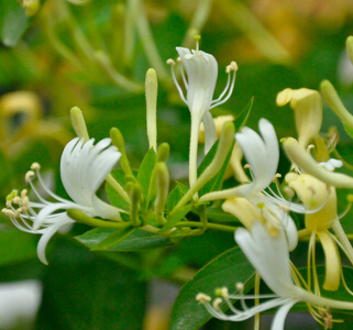 金银花的功效与作用 金银花茶抗炎解毒作用