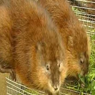 人工麝香的功效与作用 食用方法