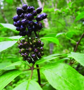 刺五加有益气健脾 补肾安神之效