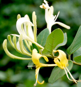 金银花茶的功效与作用 可治慢性咽炎