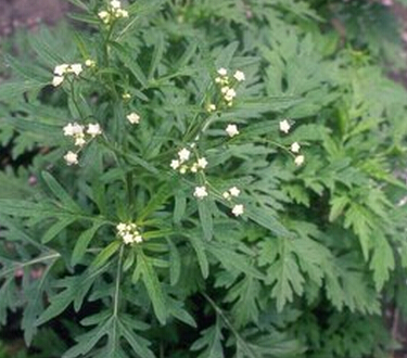 艾蒿的药理作用 艾蒿泡澡祛除湿寒