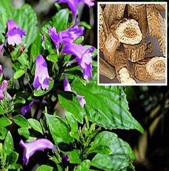 板蓝根的功效与作用 治疗温毒发斑热毒证