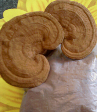 灵芝孢子粉的功效 灵芝孢子粉治疗心血管