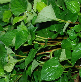 鱼腥草的作用 鱼腥草的植物性状与鉴别方法