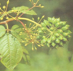 刺五加的功效与作用　刺五加叶的食用方法