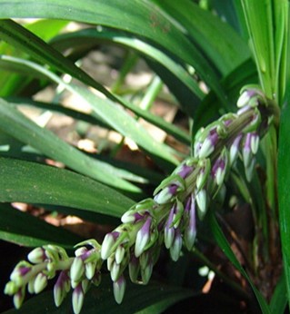 麦冬的功效与作用 麦冬的临床应用