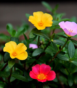 如何治疗拉肚子 马齿苋的功效与作用