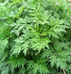 艾草的功效与作用 艾草有散寒除湿之效