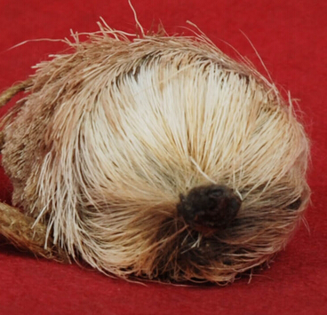 麝香的功效与作用 麝香有哪些药理用途