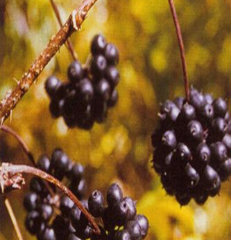 刺五加的功效与作用 刺五加的药用价值