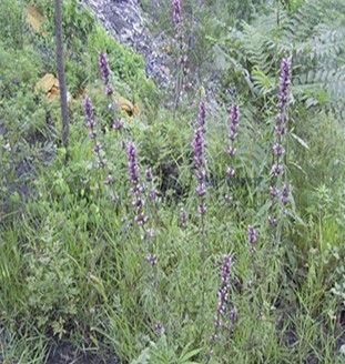 益母草的功效 益母草对子宫的作用