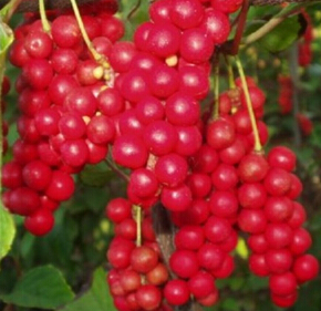 五味子 南五味子与北五味子的区别