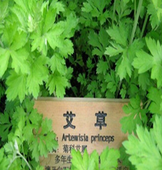 艾草的功效与作用 艾草对家居环境净化作用