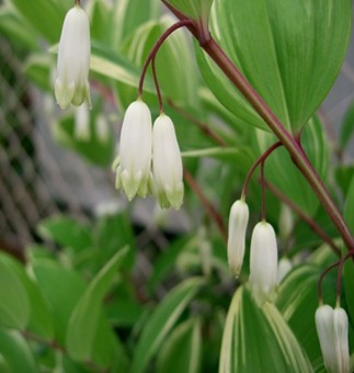 黄精泡水喝的功效与副作用