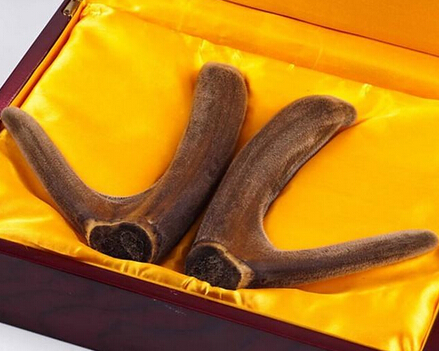 鹿茸的滋补功效 上火服用鹿茸会火上浇油