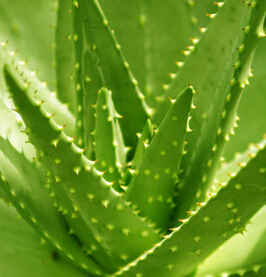 芦荟胶的用法 芦荟胶的功效与作用