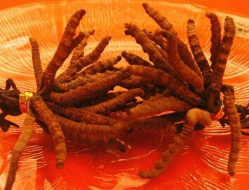 冬虫夏草的美容功效 具有抗衰老活性物质