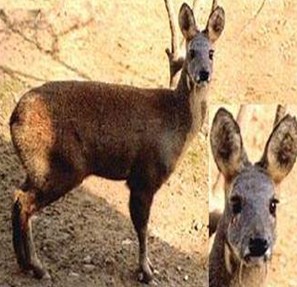 人工麝香的功效与作用 食用方法