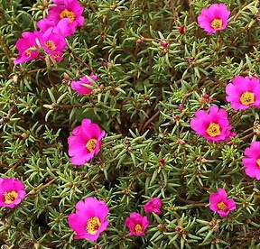 马齿苋的副作用 年老体弱不宜多吃马齿苋