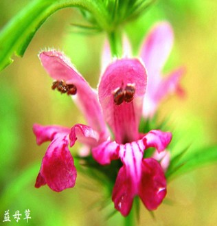 益母草的外敷内服法 益母草泡红枣吃法