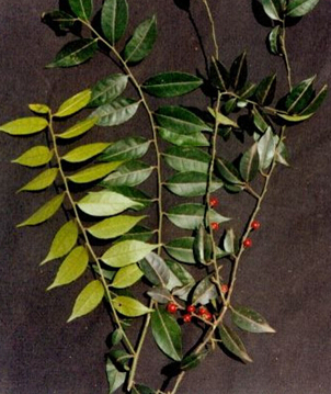 毛冬青 毛冬青的副作用及鉴别方法