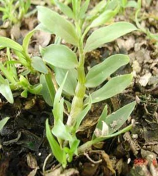 石斛的功效与作用 降低血糖血脂