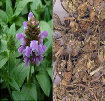 夏枯草的功效与作用 夏枯草的配伍功效