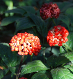 三七的功效与作用 辨别三七和土三七的区别