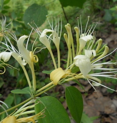 金银花清热不伤胃 夏季常喝防暑