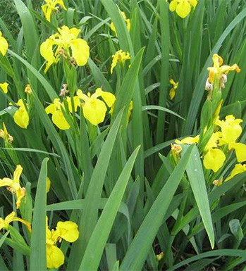 石菖蒲的功效与作用 石菖蒲的药理作用