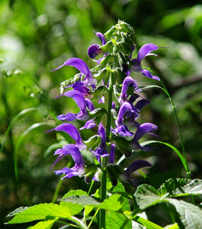 食用丹参的好处 丹参片的功效及食疗价值