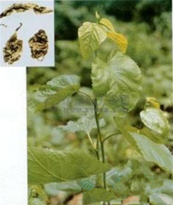 白术种植技术 白术如何种植